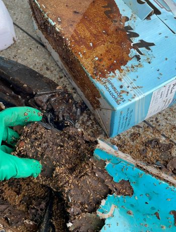 offinsect-fotos- (1)